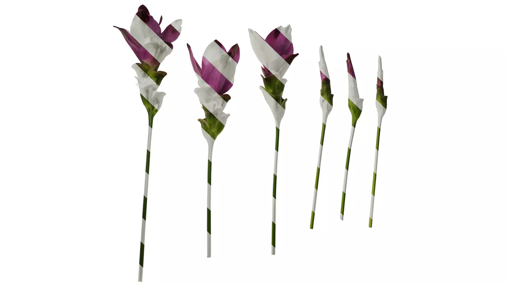 Anydrafts Curcuma alismatifolia Flower 01 Texture_0