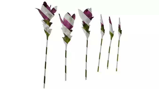 Anydrafts Curcuma alismatifolia Flower 01