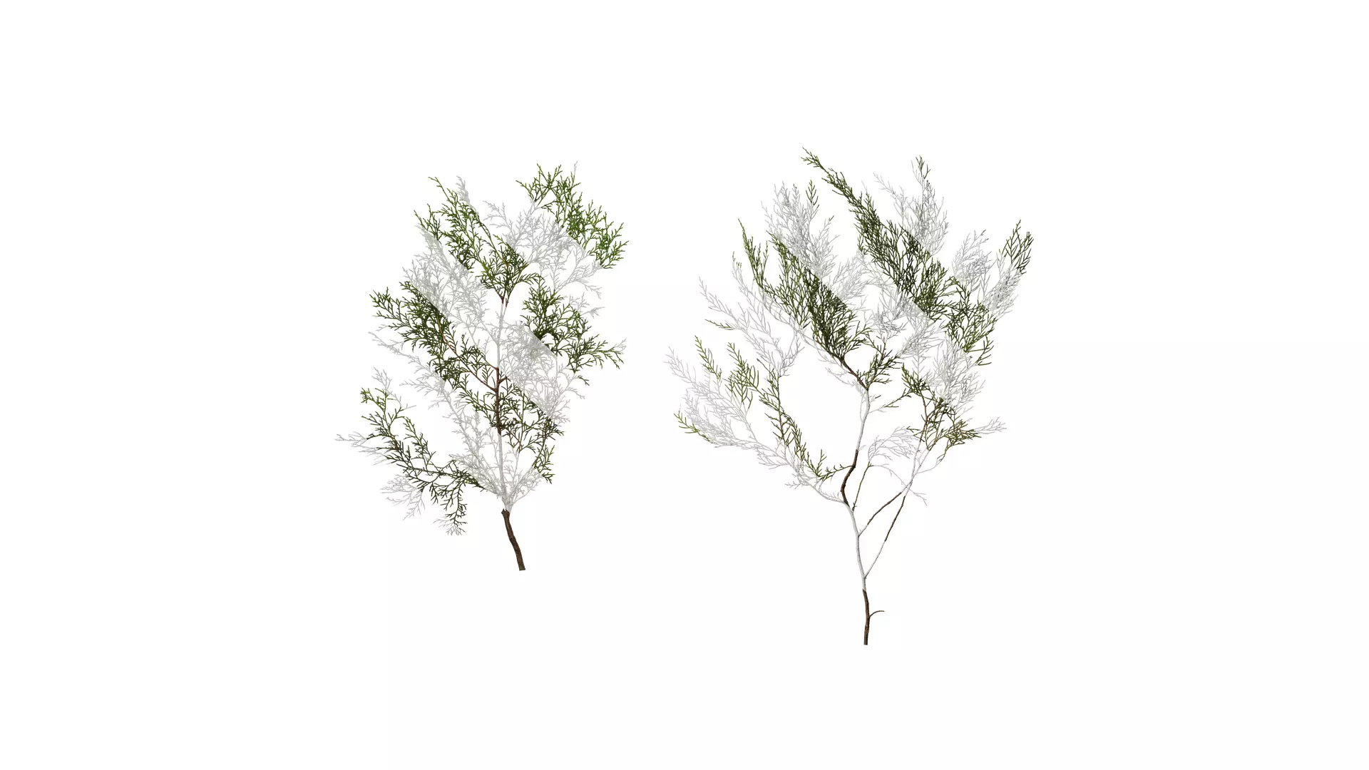 Anydrafts Chamaecyparis pisifera Atlas 15 Texture_0