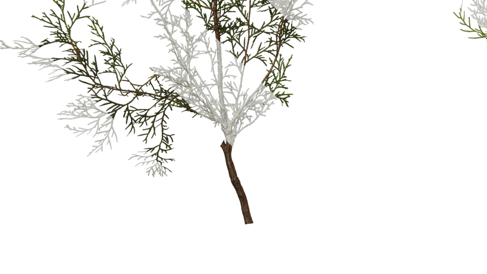 Anydrafts Chamaecyparis pisifera Atlas 15 Texture_5