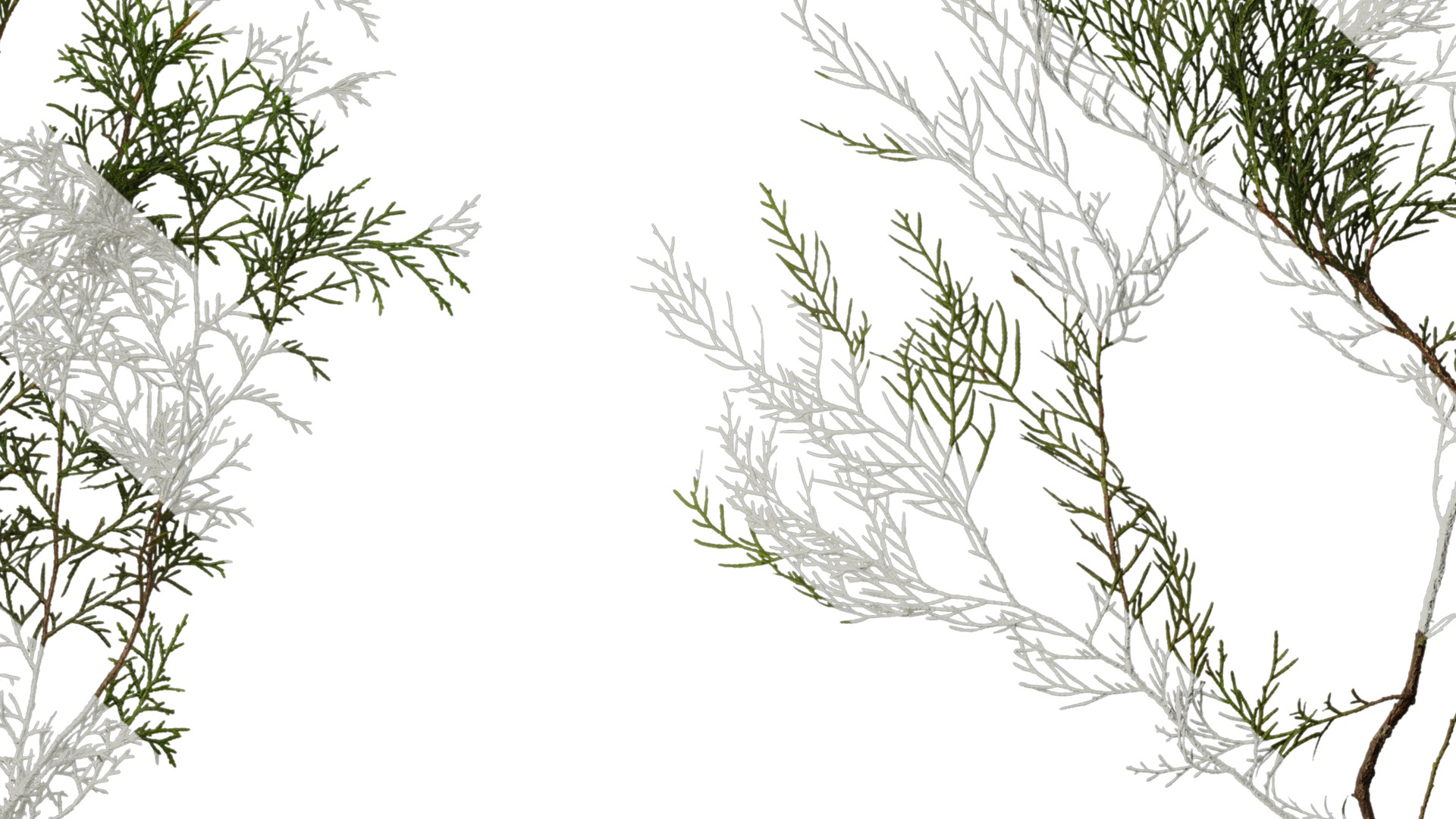 Anydrafts Chamaecyparis pisifera Atlas 15 Texture_7