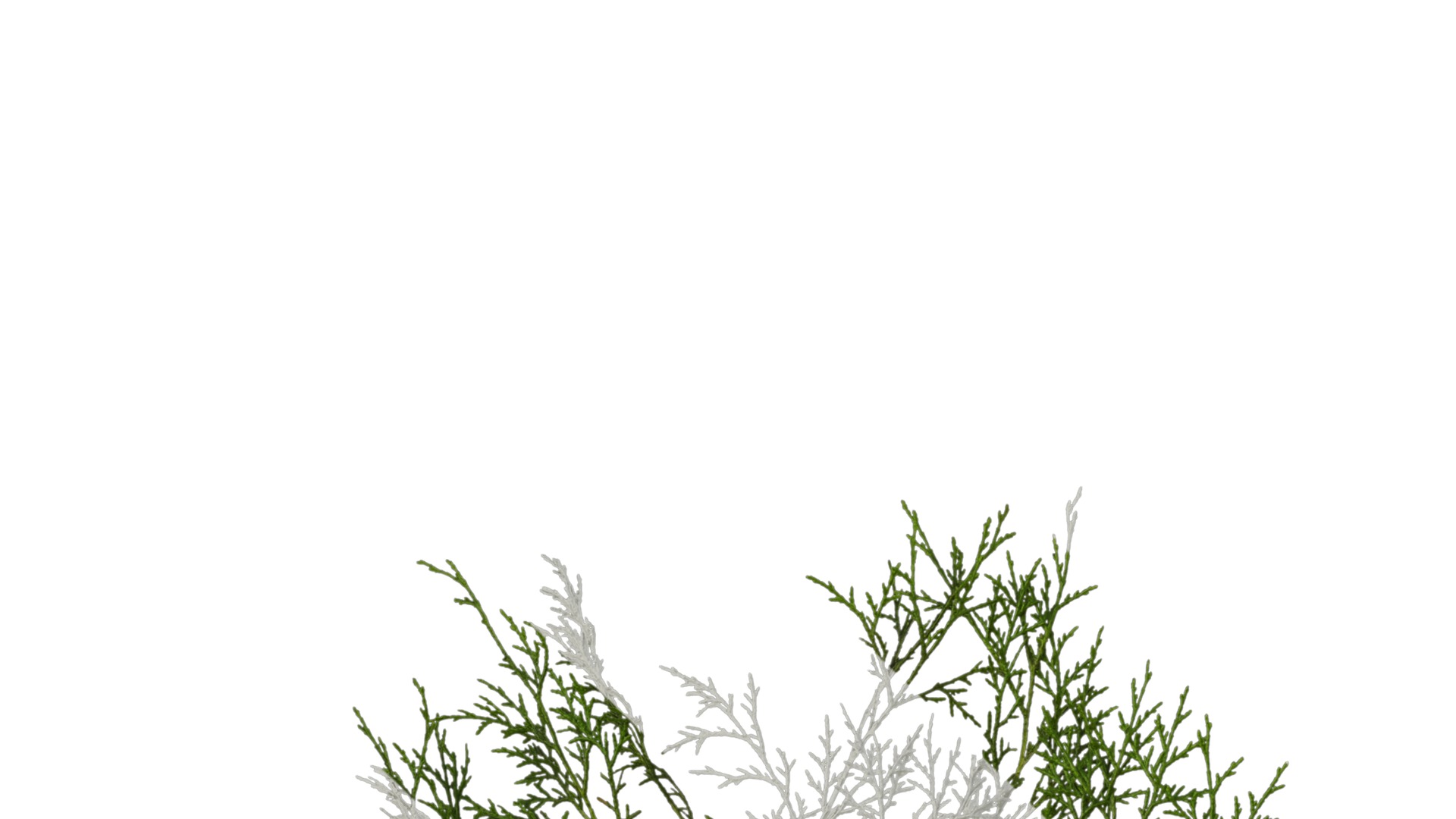 Anydrafts Chamaecyparis pisifera Atlas 15 Texture_1