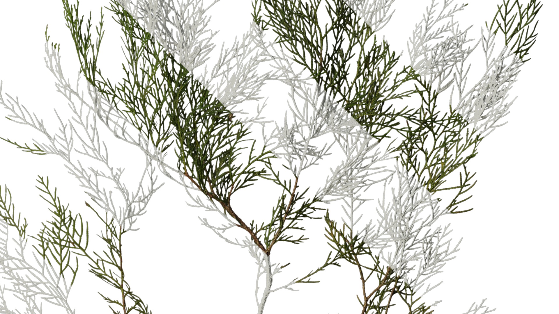 Anydrafts Chamaecyparis pisifera Atlas 15 Texture_4