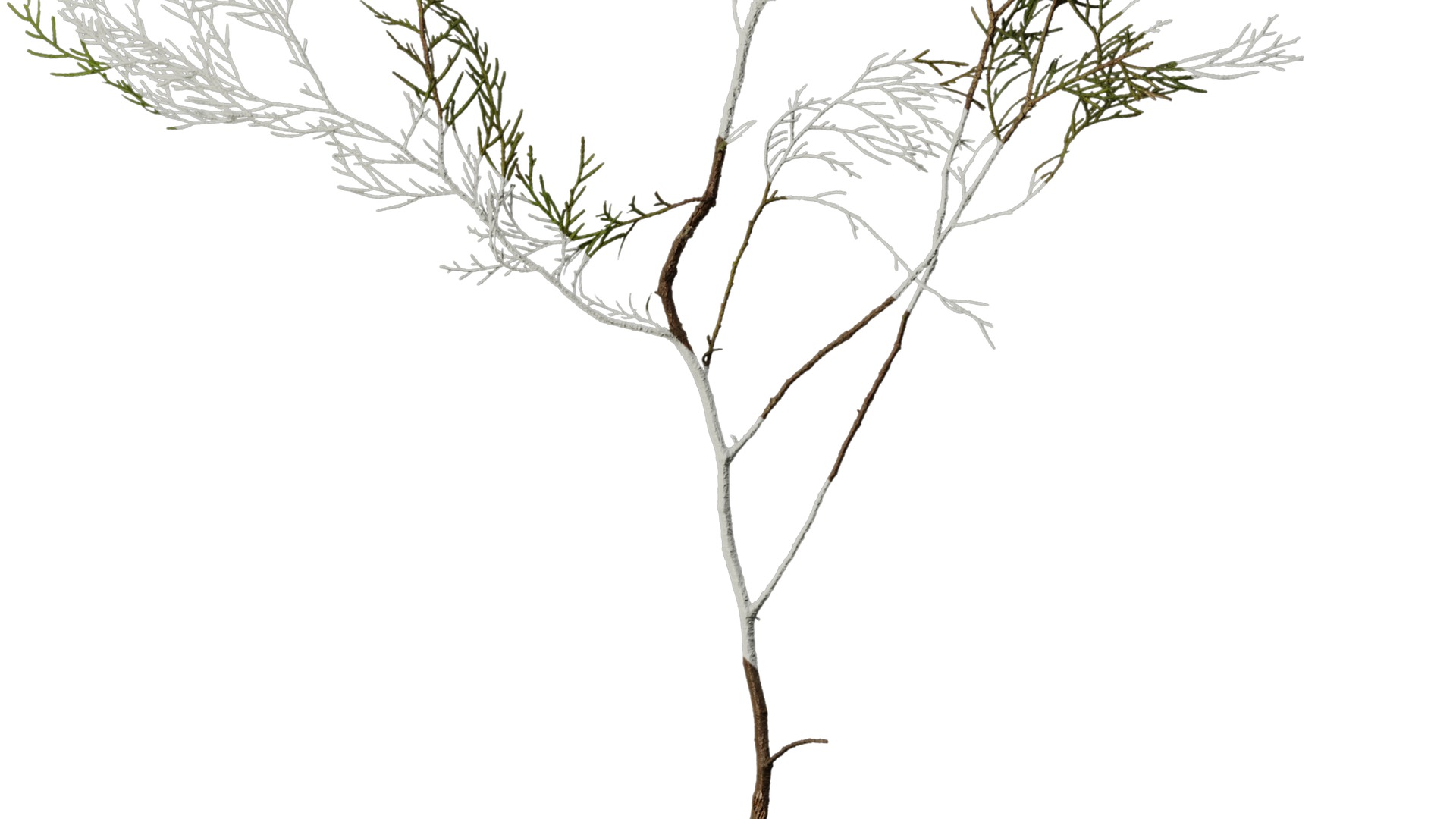 Anydrafts Chamaecyparis pisifera Atlas 15 Texture_6