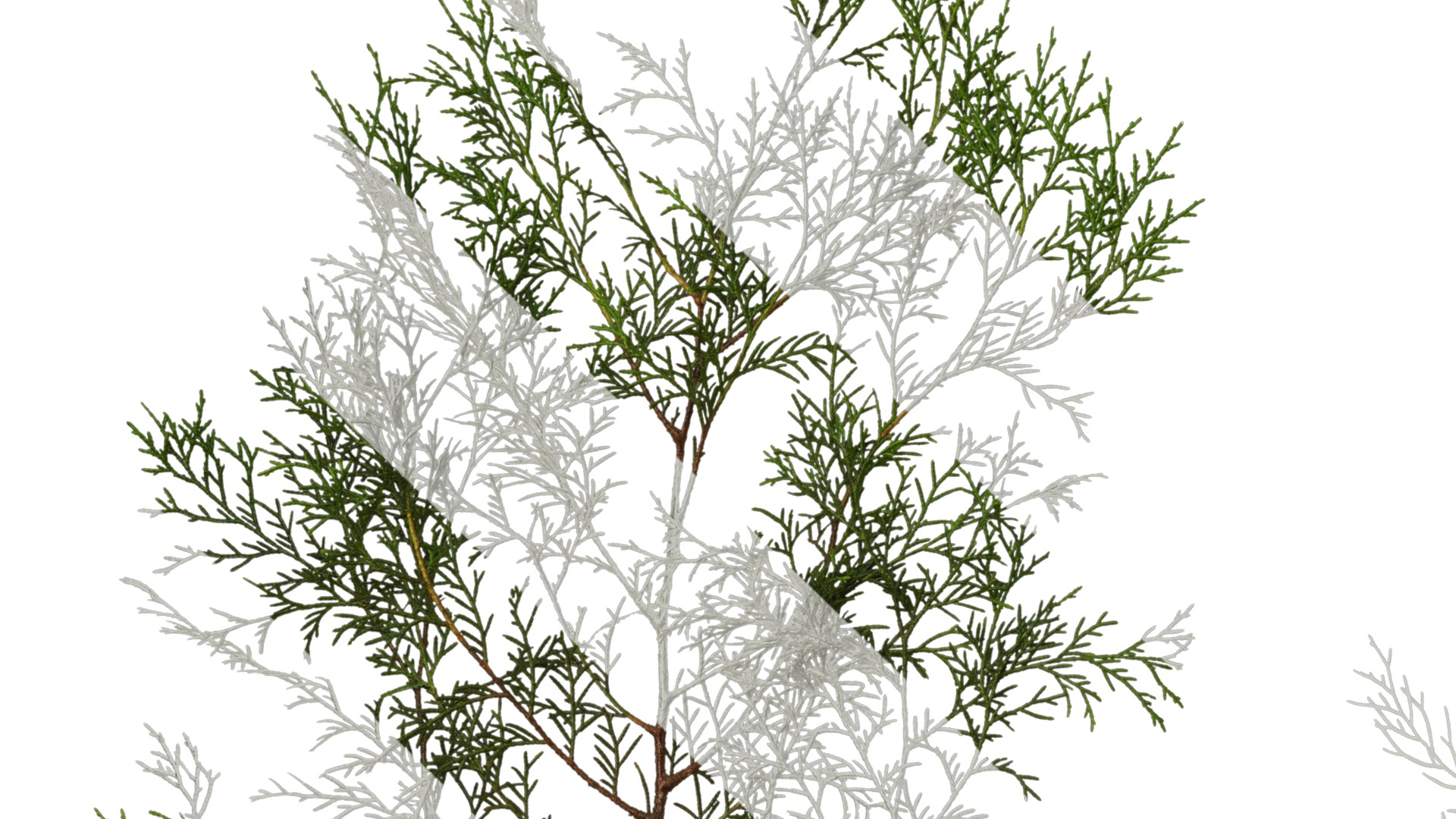 Anydrafts Chamaecyparis pisifera Atlas 15 Texture_3