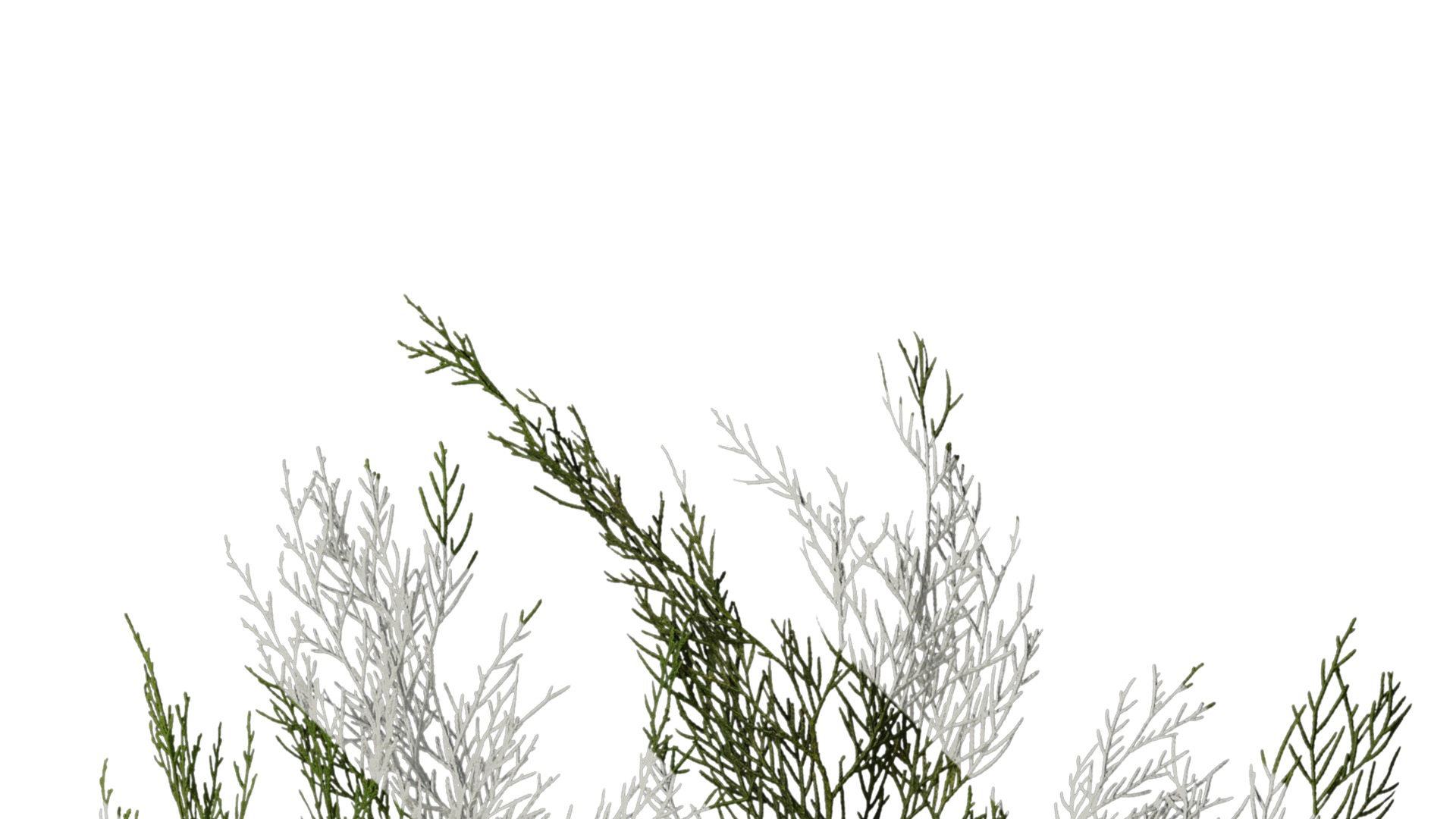 Anydrafts Chamaecyparis pisifera Atlas 15 Texture_2