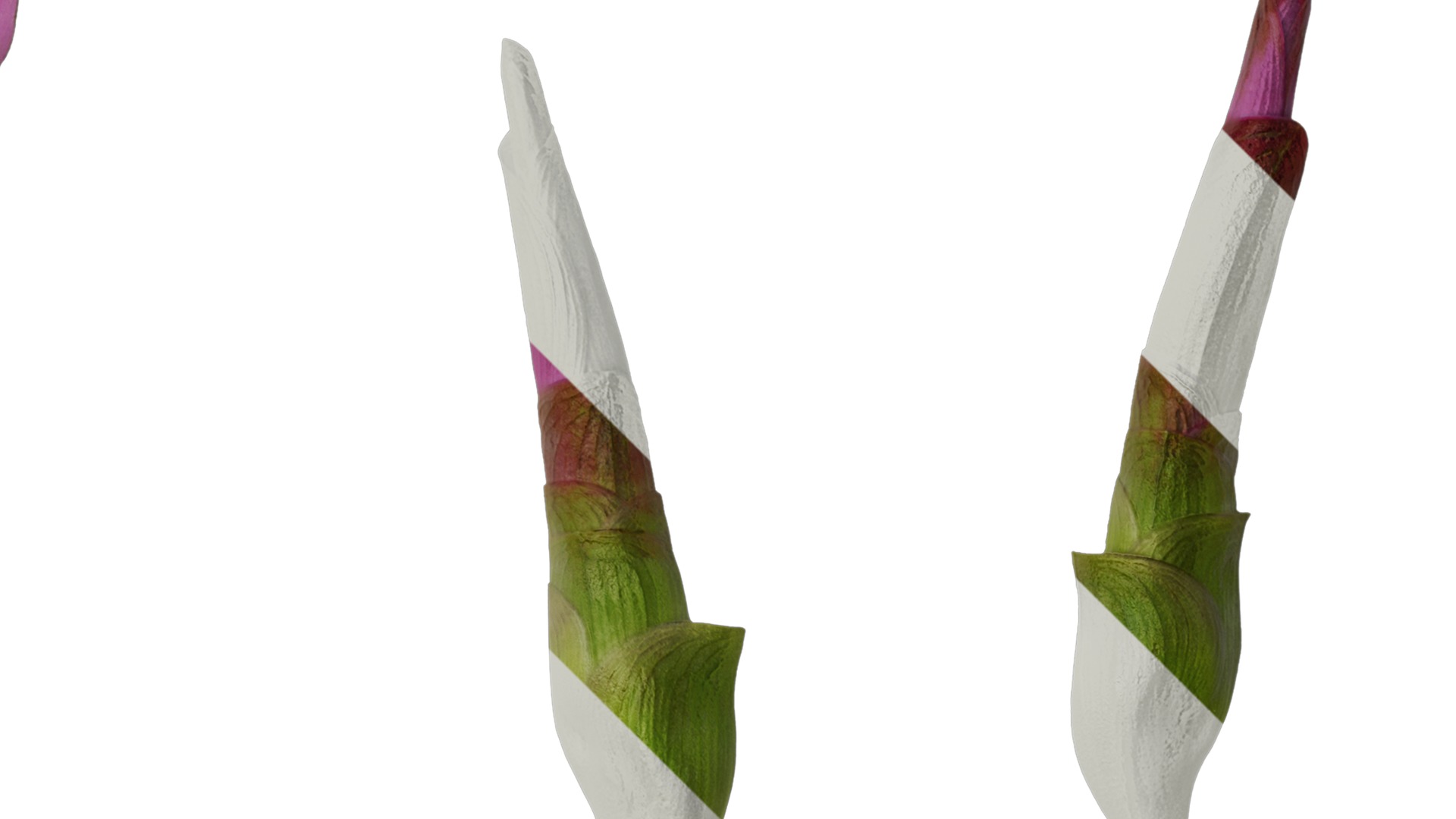 Anydrafts Curcuma alismatifolia Flower 03 Texture_2