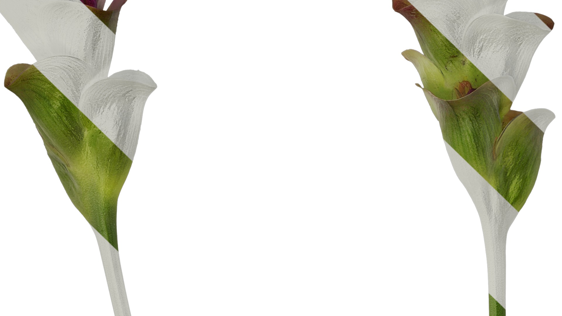 Anydrafts Curcuma alismatifolia Flower 03 Texture_3