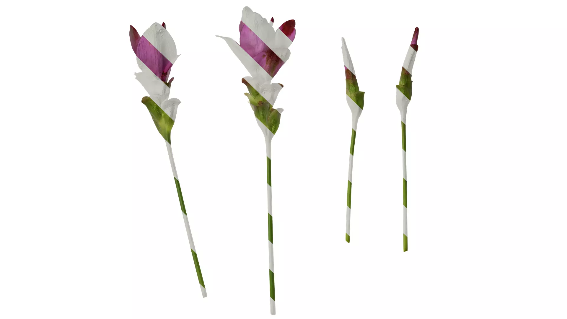 Anydrafts Curcuma alismatifolia Flower 03 Texture_0