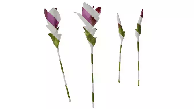 Anydrafts Curcuma alismatifolia Flower 03