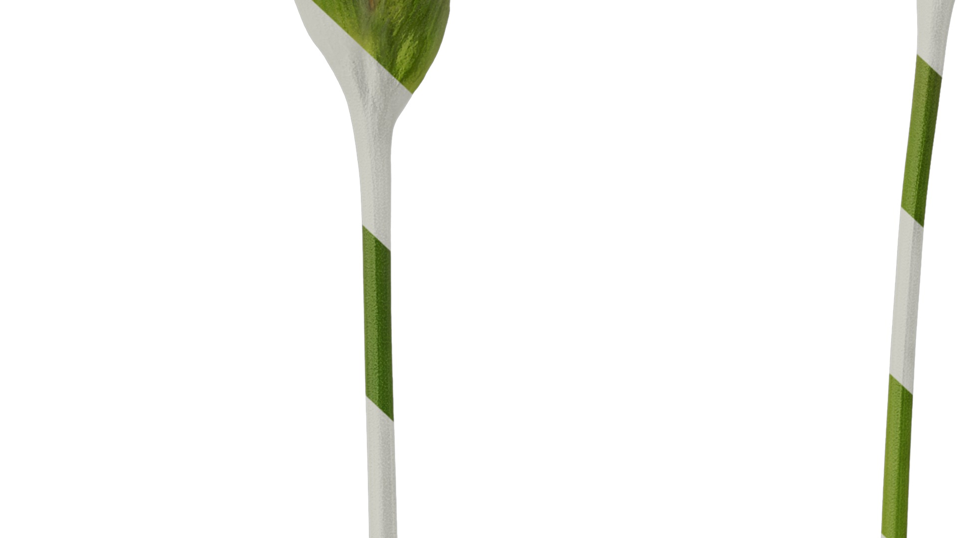 Anydrafts Curcuma alismatifolia Flower 03 Texture_7