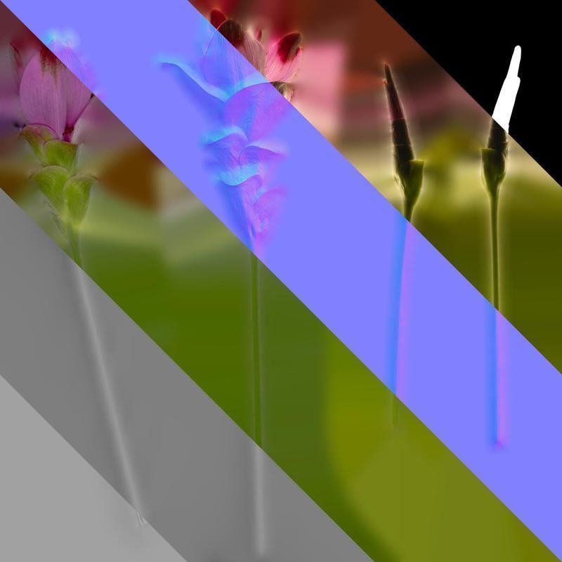 Anydrafts Curcuma alismatifolia Flower 03 Texture_8