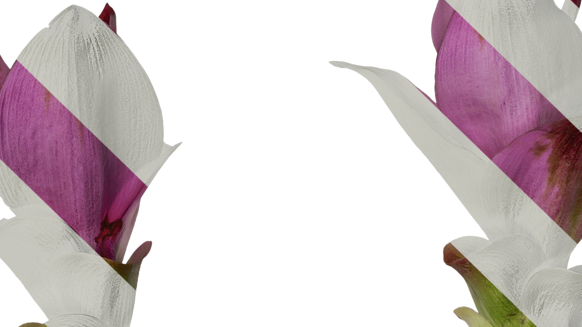 Anydrafts Curcuma alismatifolia Flower 03 Texture_1