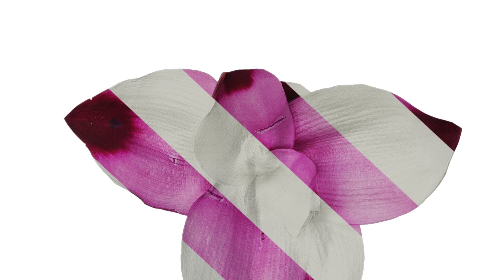 Anydrafts Curcuma alismatifolia Flower 04 Texture_6