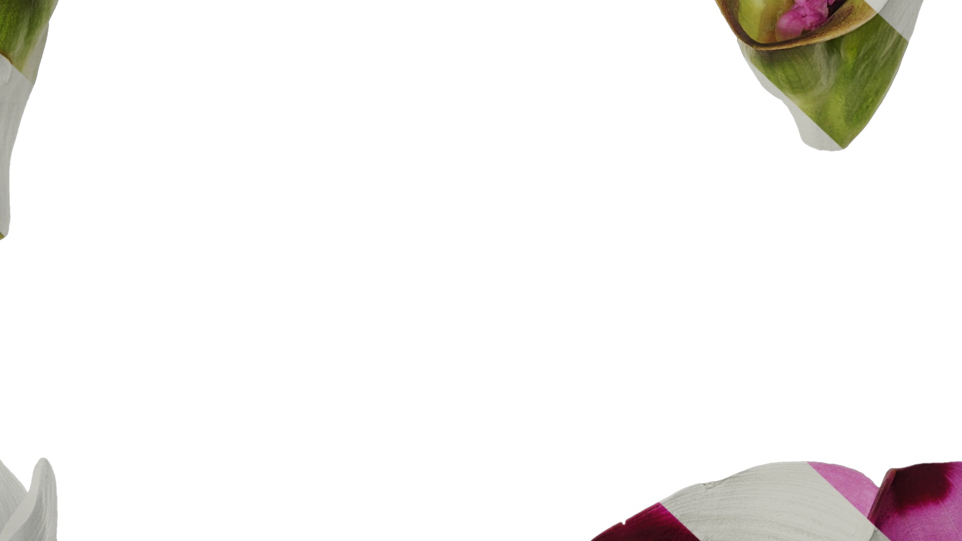 Anydrafts Curcuma alismatifolia Flower 04 Texture_7