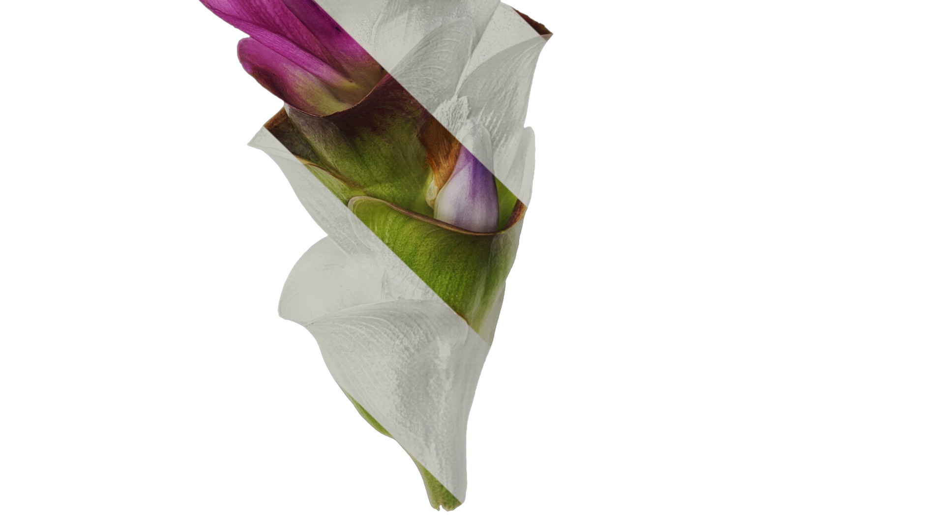 Anydrafts Curcuma alismatifolia Flower 04 Texture_3