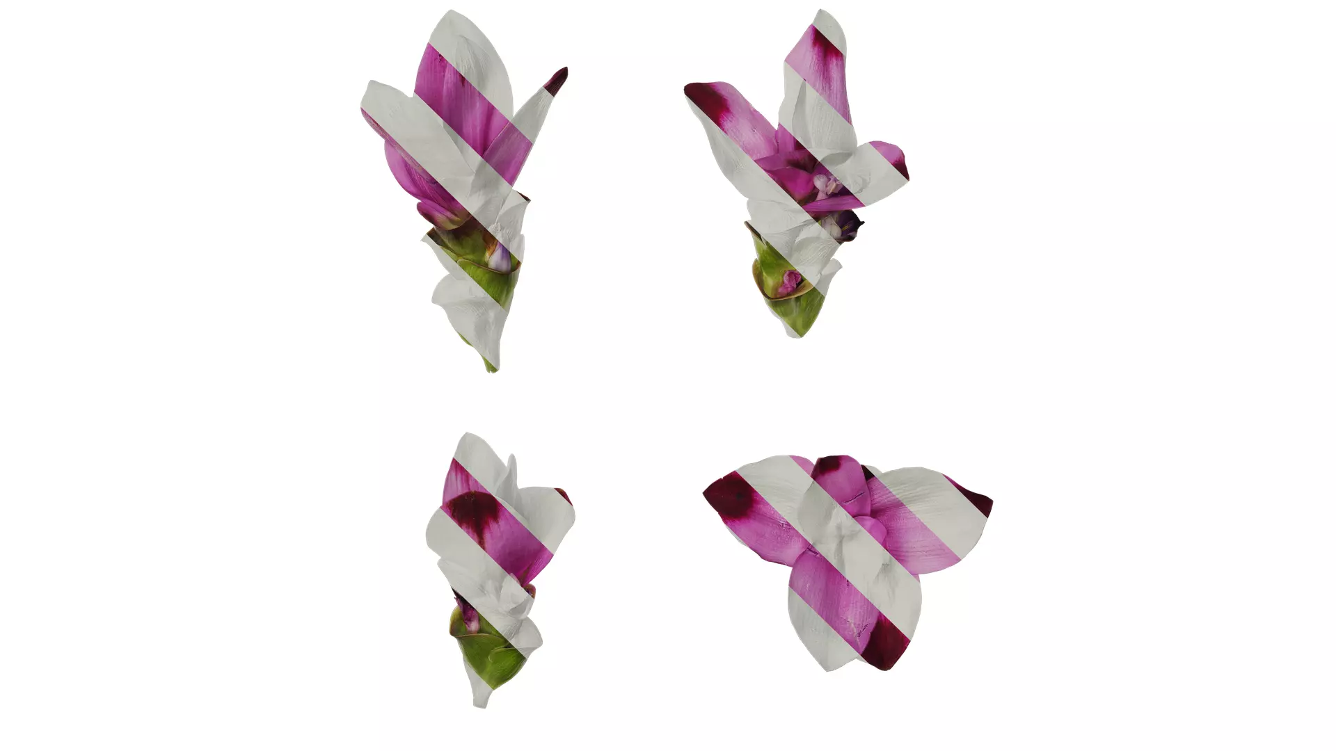 Anydrafts Curcuma alismatifolia Flower 04 Texture_0