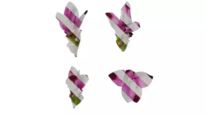 Anydrafts Curcuma alismatifolia Flower 04 Texture