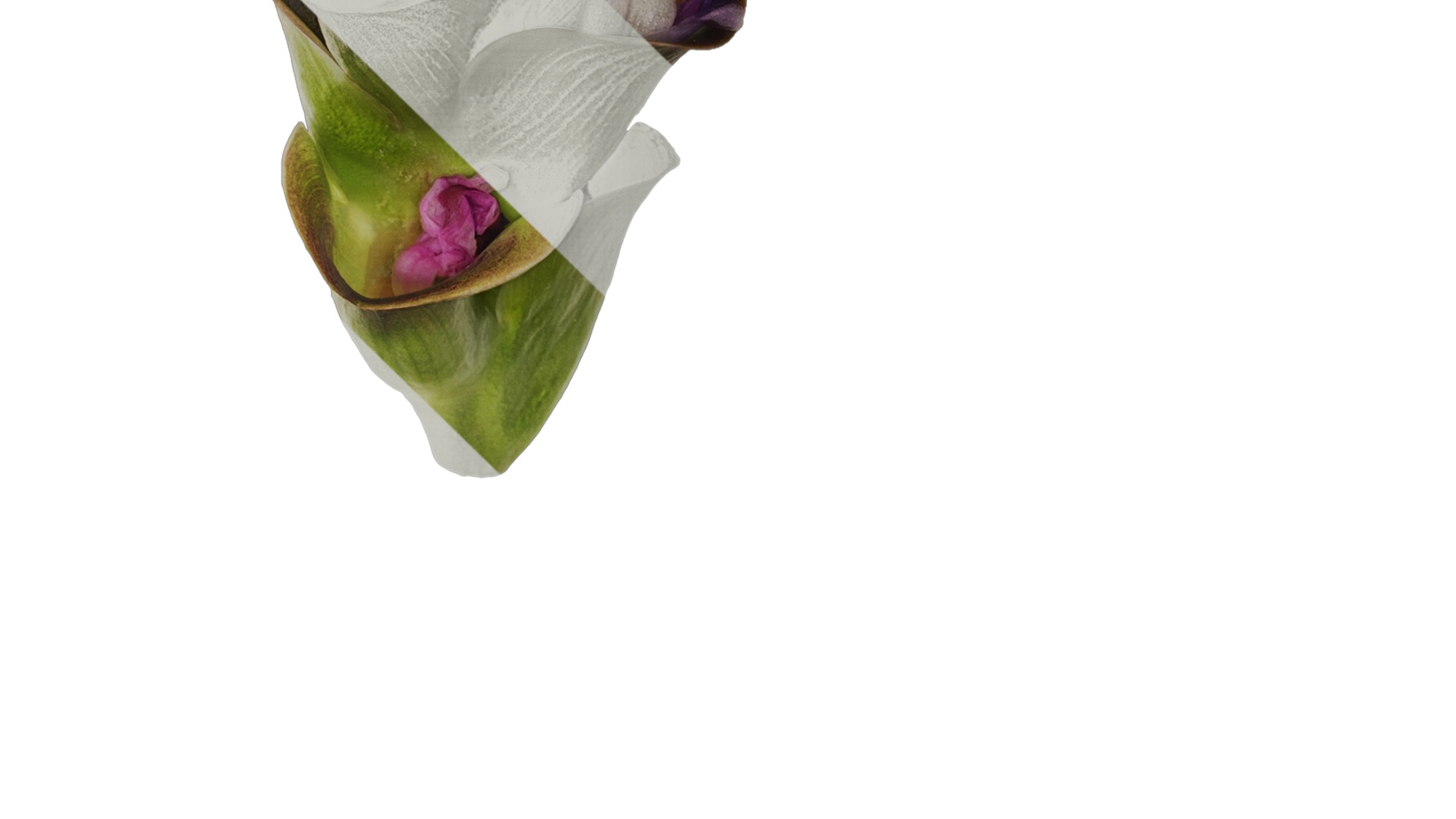 Anydrafts Curcuma alismatifolia Flower 04 Texture_4