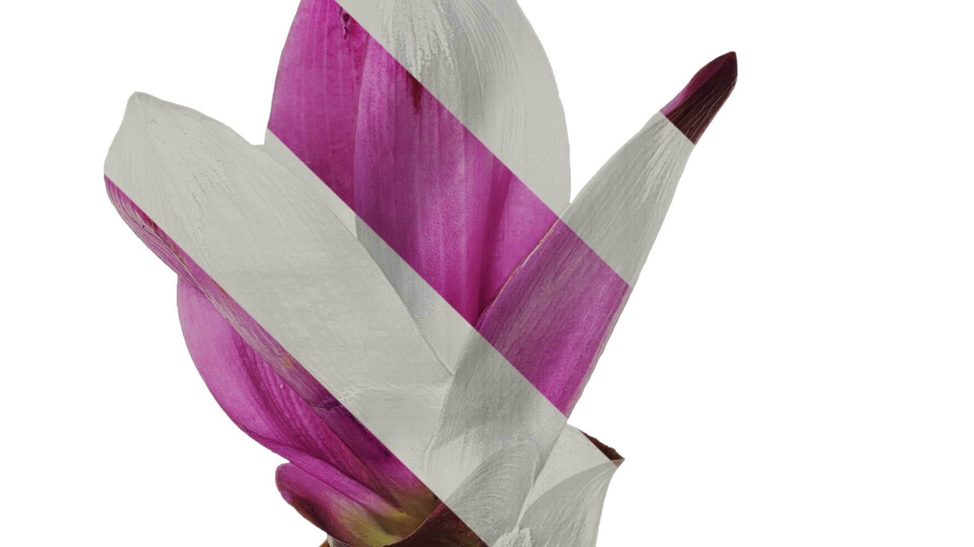 Anydrafts Curcuma alismatifolia Flower 04 Texture_1