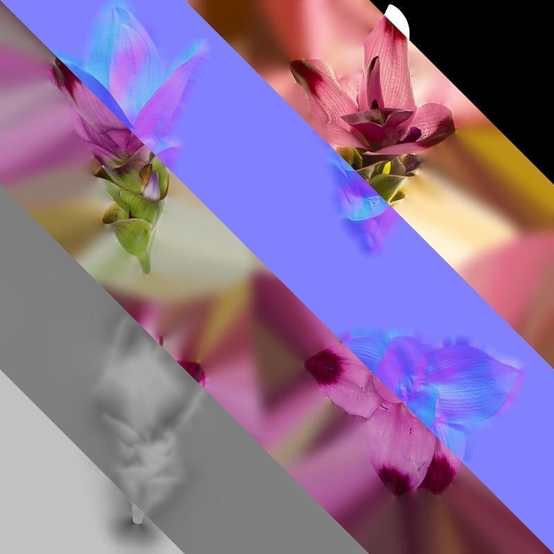 Anydrafts Curcuma alismatifolia Flower 04 Texture_8