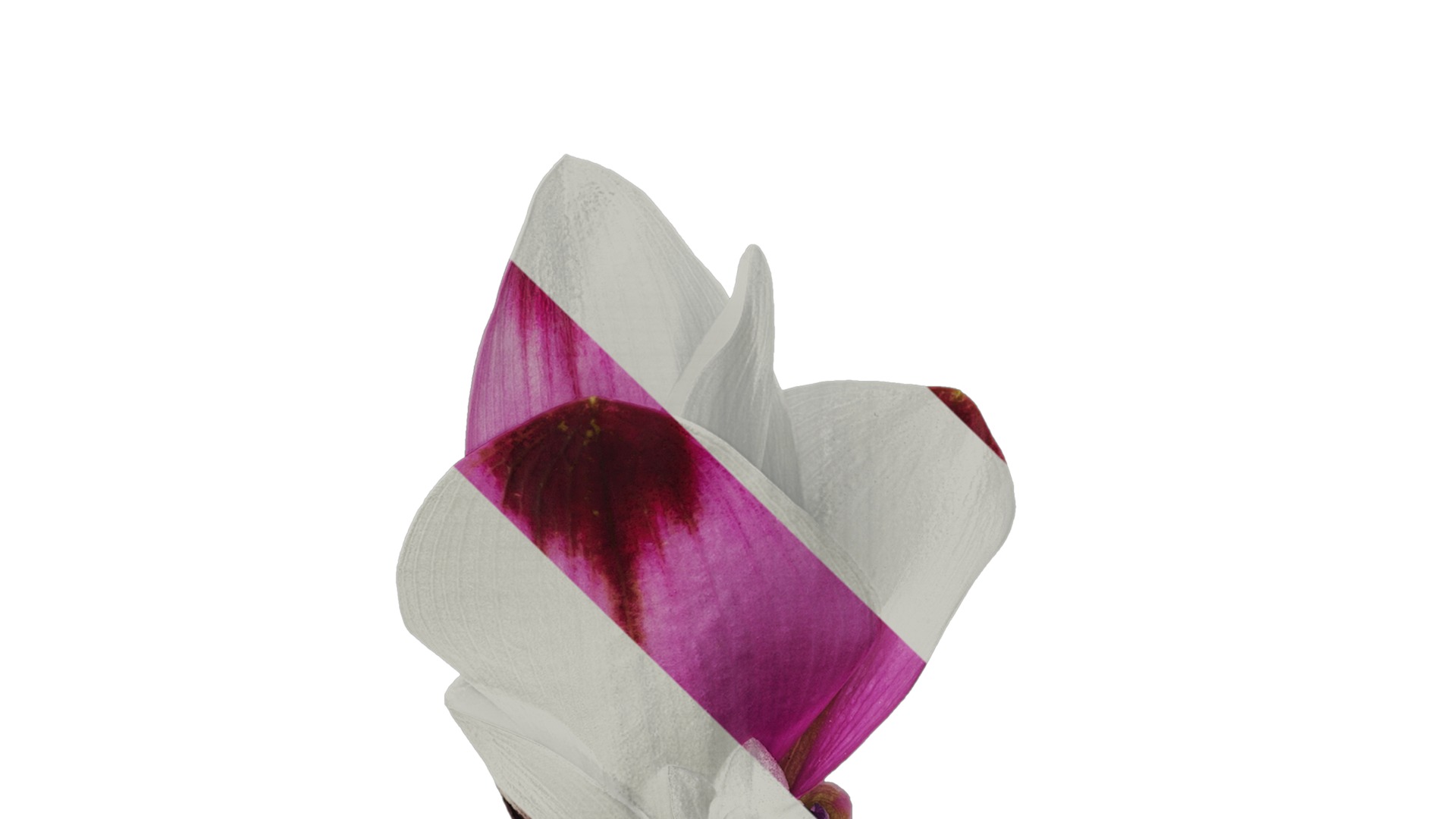 Anydrafts Curcuma alismatifolia Flower 04 Texture_5