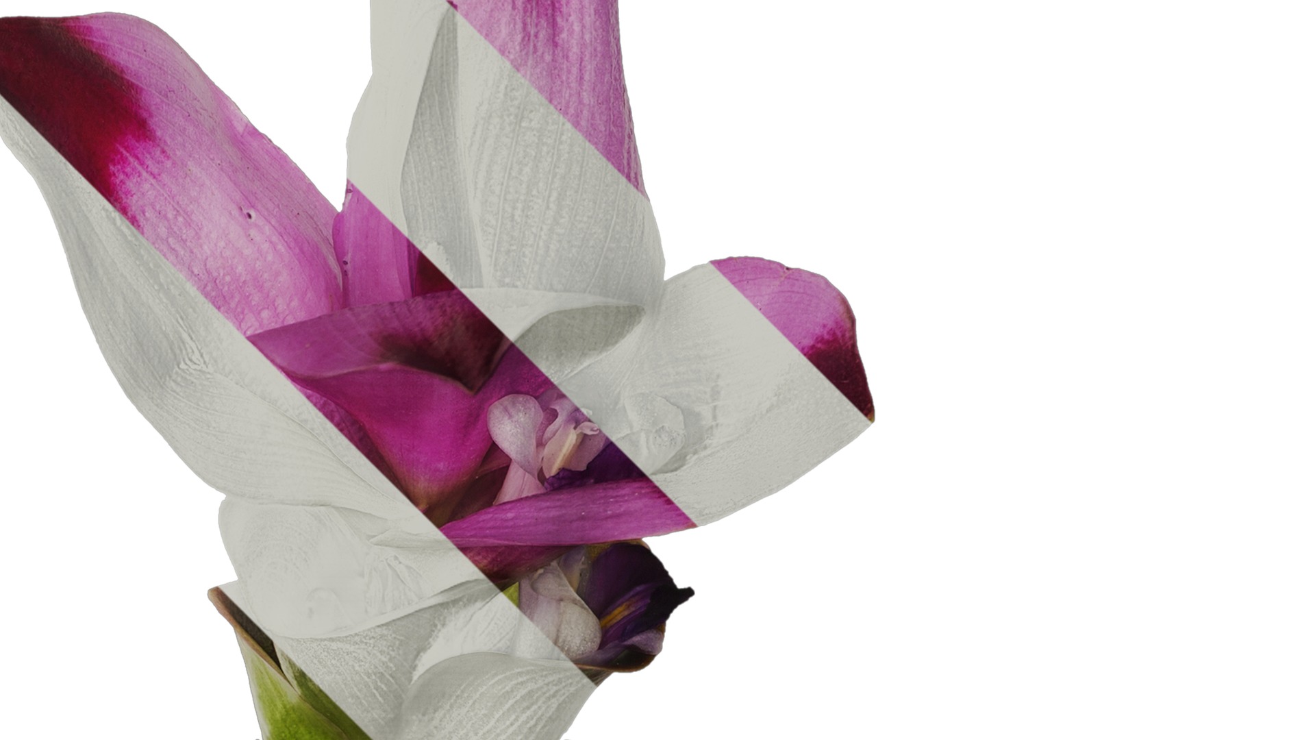 Anydrafts Curcuma alismatifolia Flower 04 Texture_2