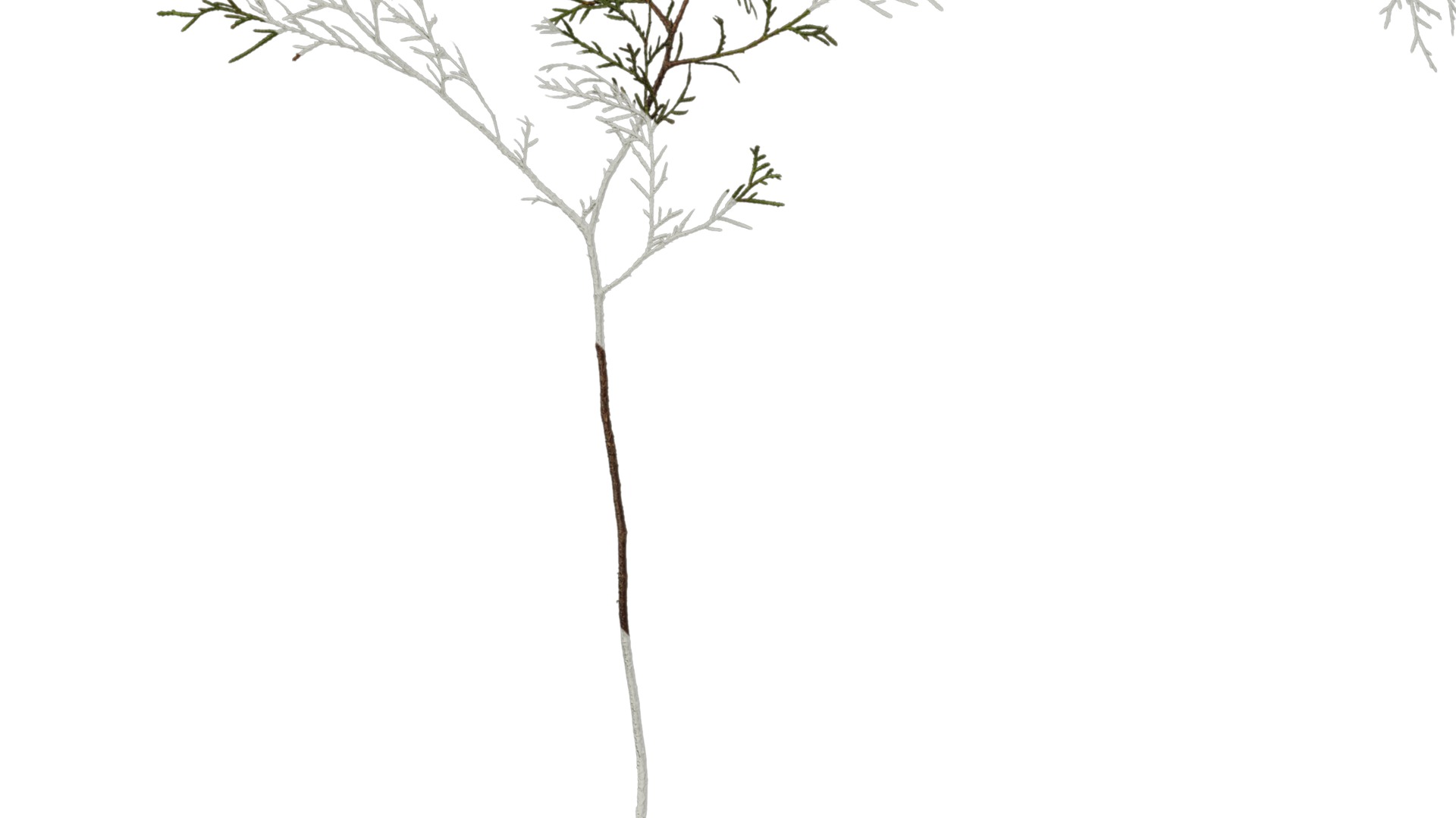 Anydrafts Chamaecyparis pisifera Atlas 16 Texture_5