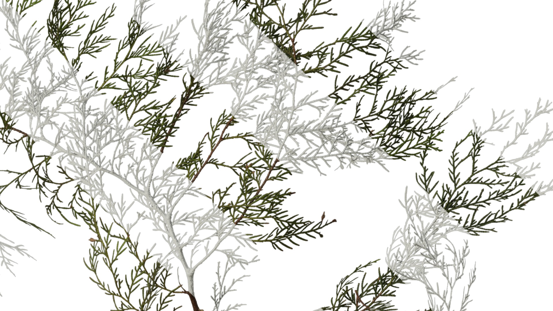 Anydrafts Chamaecyparis pisifera Atlas 16 Texture_4