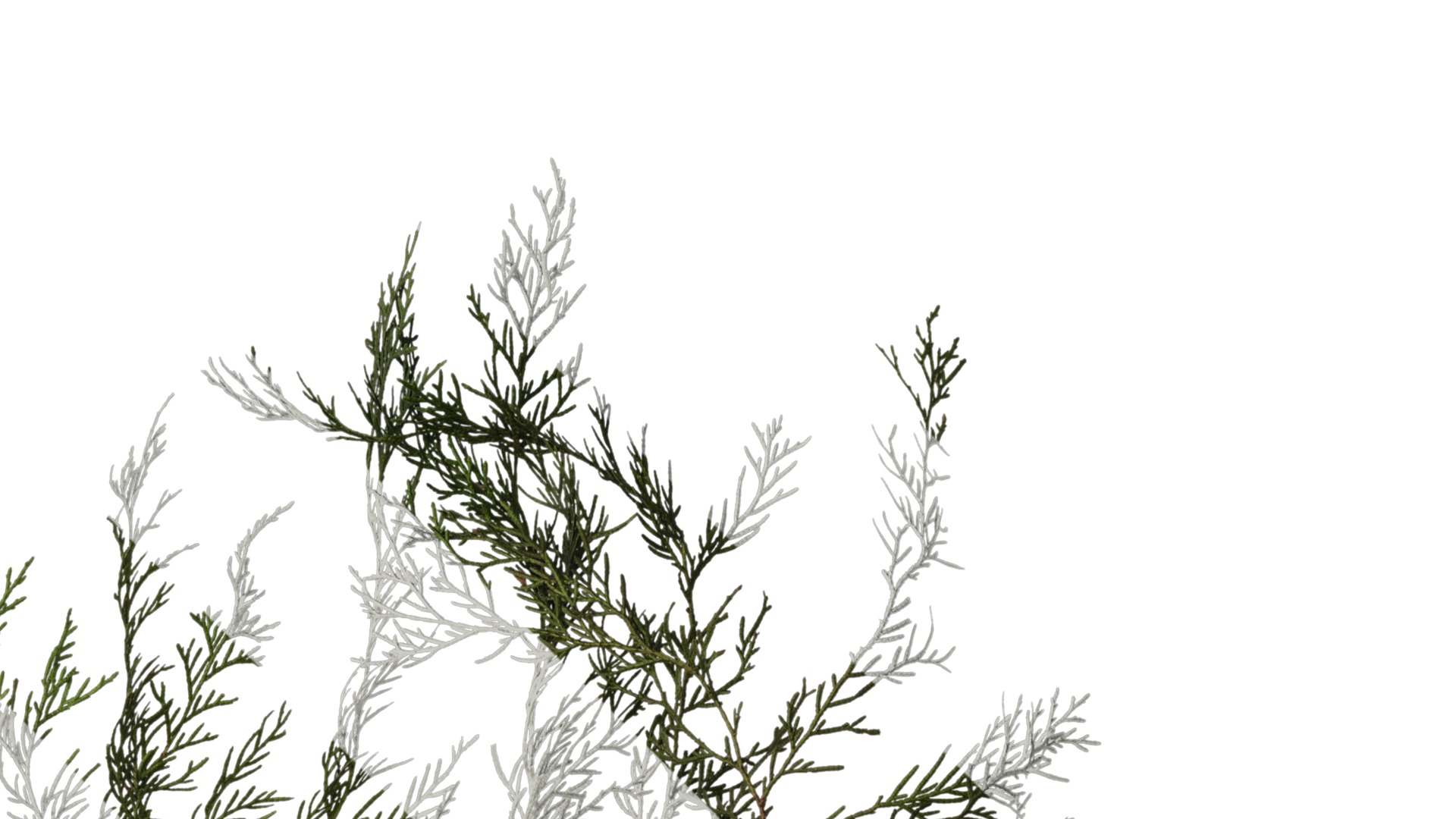 Anydrafts Chamaecyparis pisifera Atlas 16 Texture_2