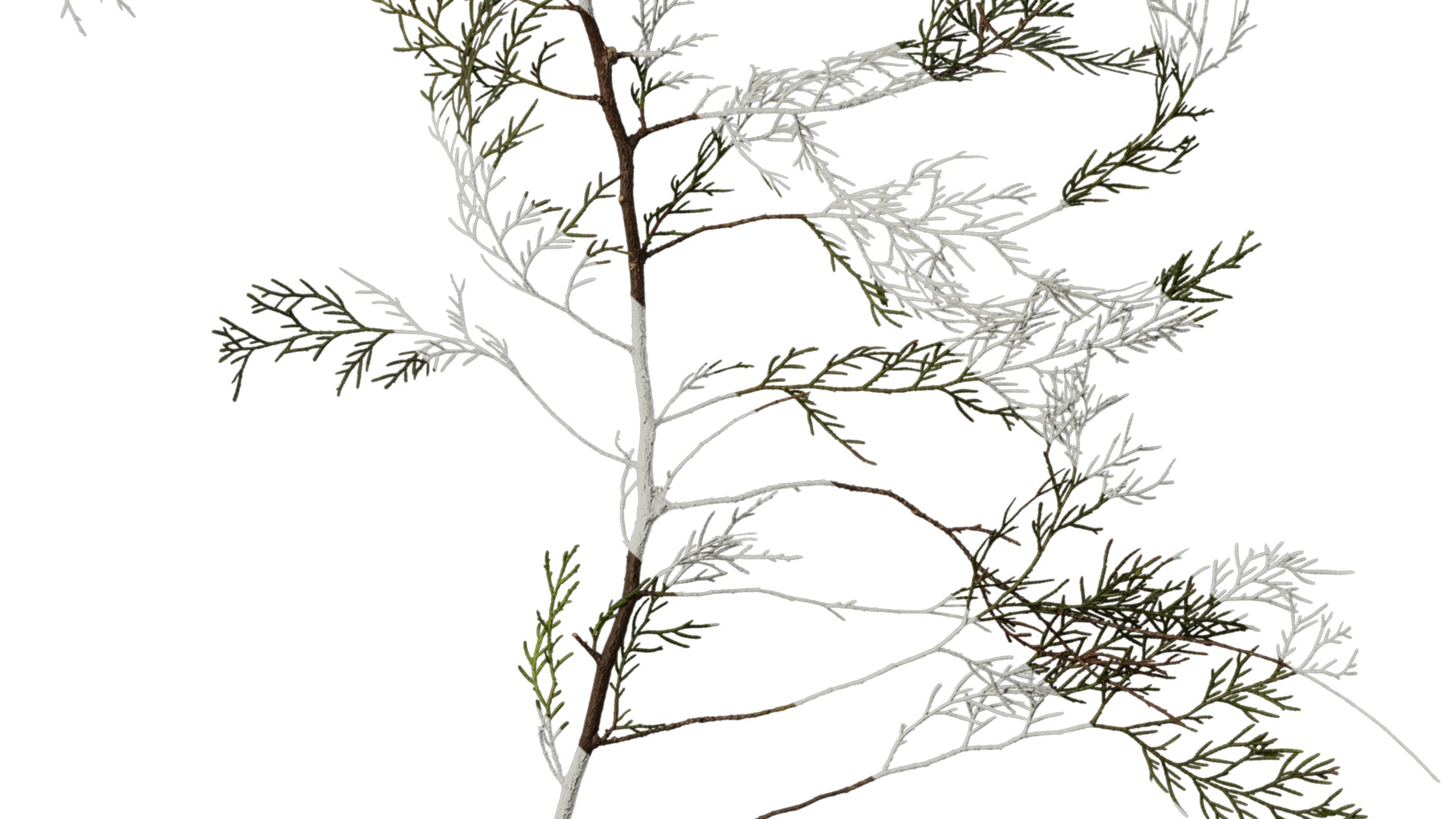 Anydrafts Chamaecyparis pisifera Atlas 16 Texture_6