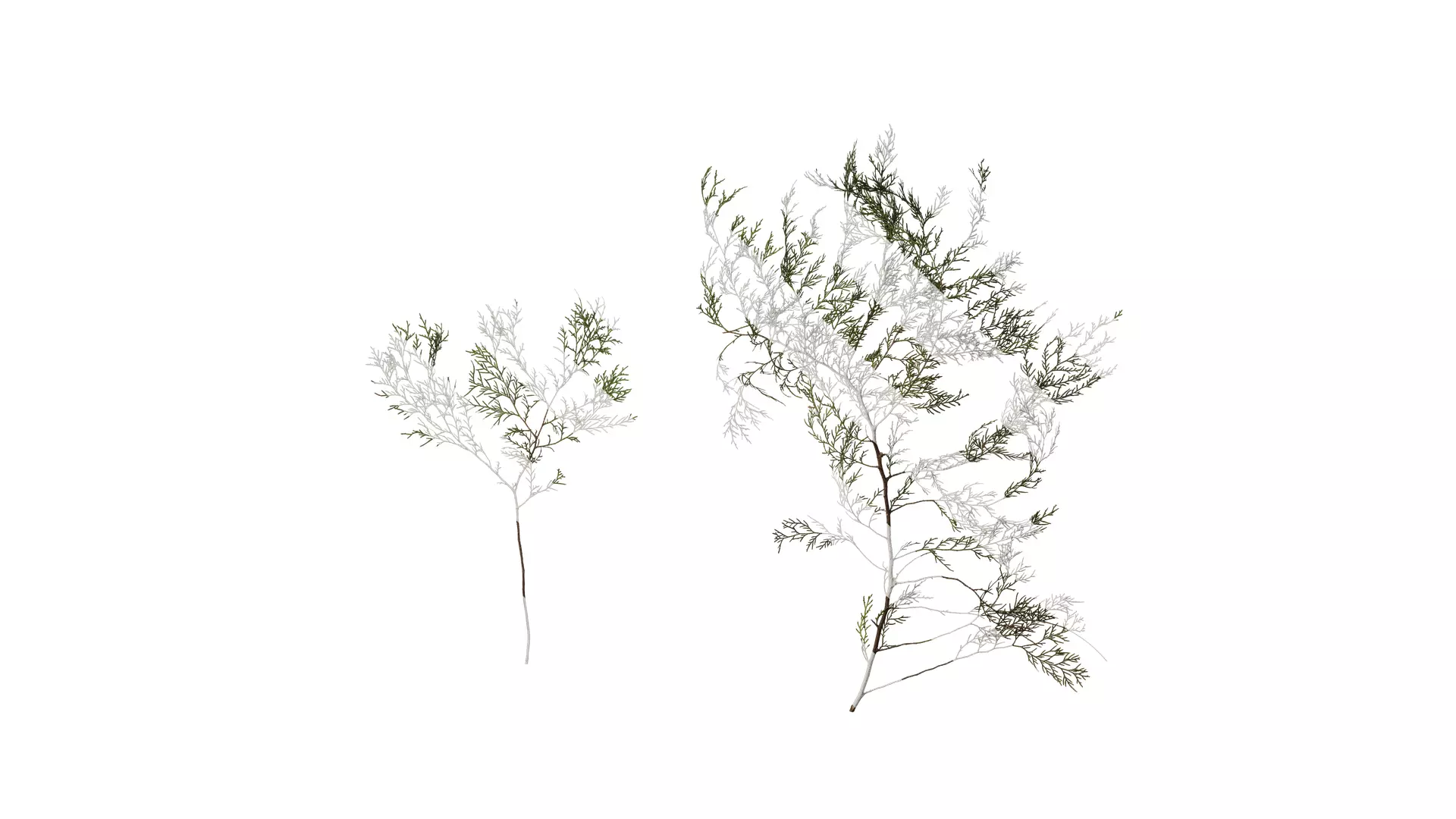 Anydrafts Chamaecyparis pisifera Atlas 16 Texture_0