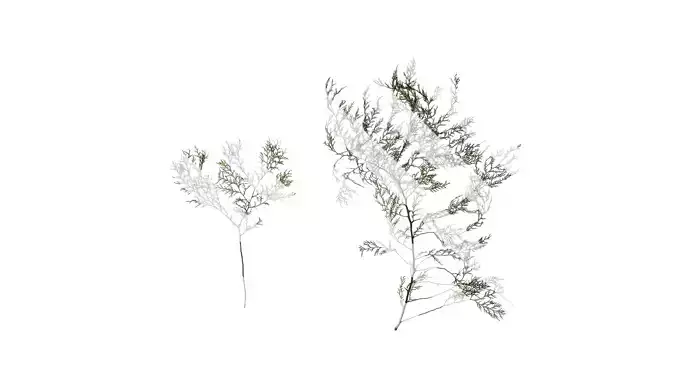 Anydrafts Chamaecyparis pisifera Atlas 16