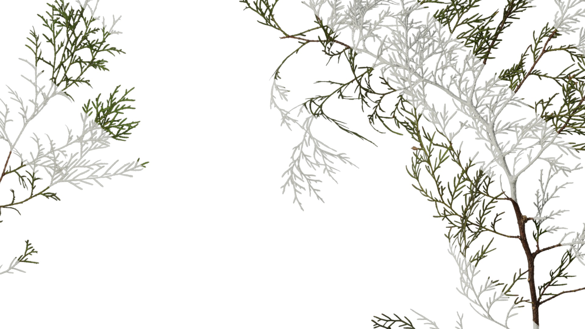 Anydrafts Chamaecyparis pisifera Atlas 16 Texture_7