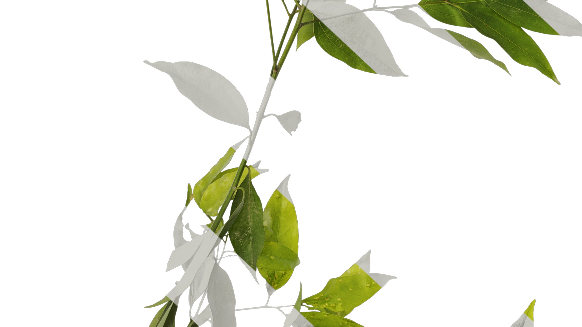 Anydrafts Cinnamomum burmannii Atlas 04 Texture_7