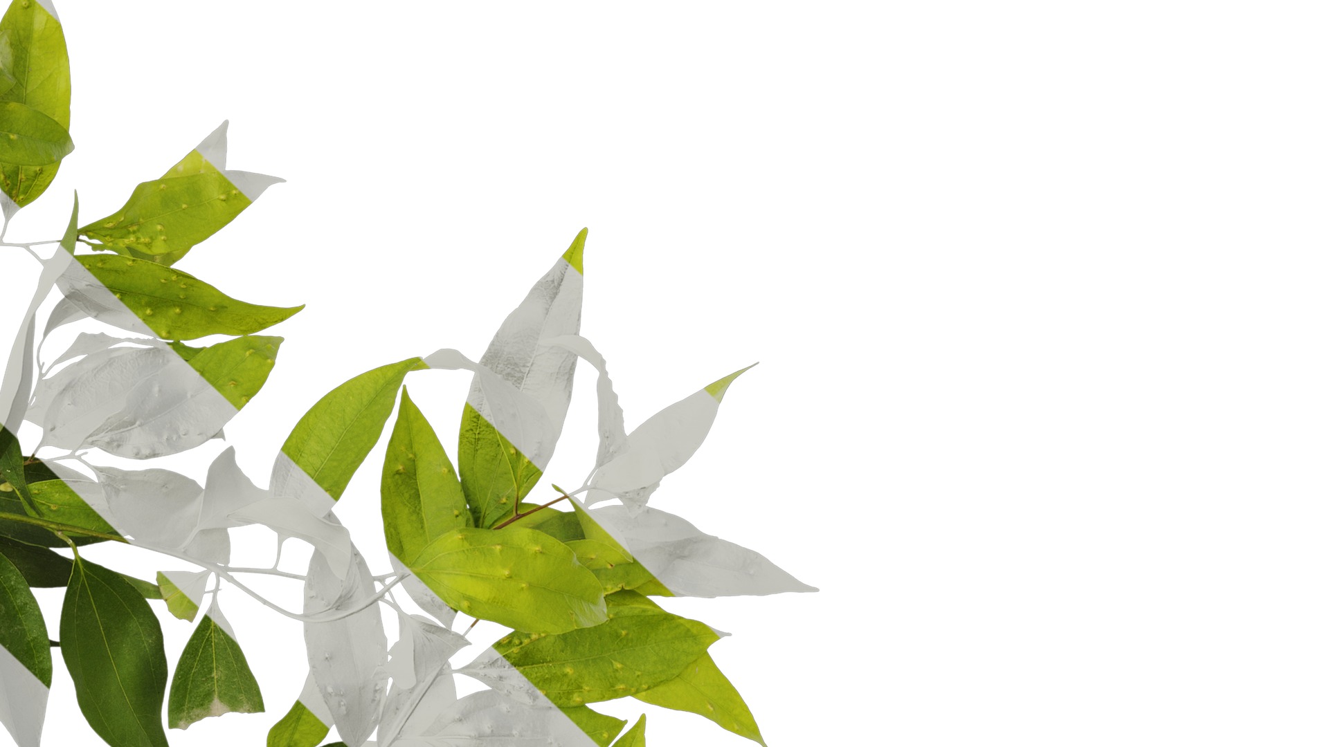 Anydrafts Cinnamomum burmannii Atlas 04 Texture_6