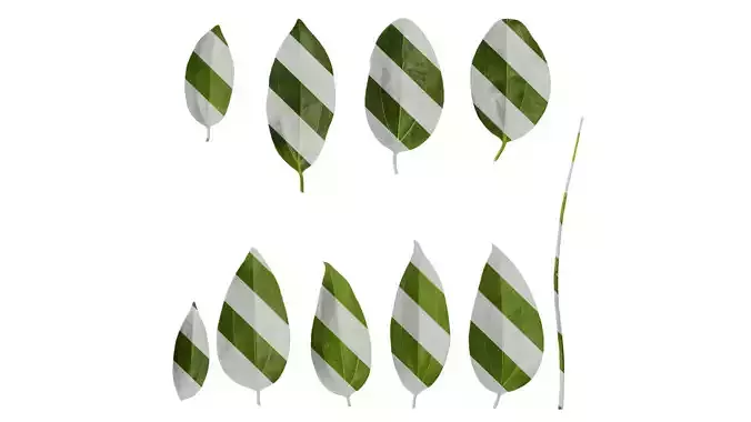 Anydrafts Cinnamomum kotoense Leaf 01