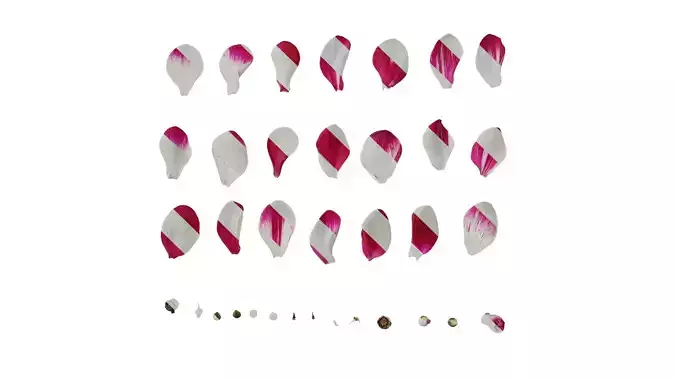 Anydrafts Cyclamen persicum Flower 06