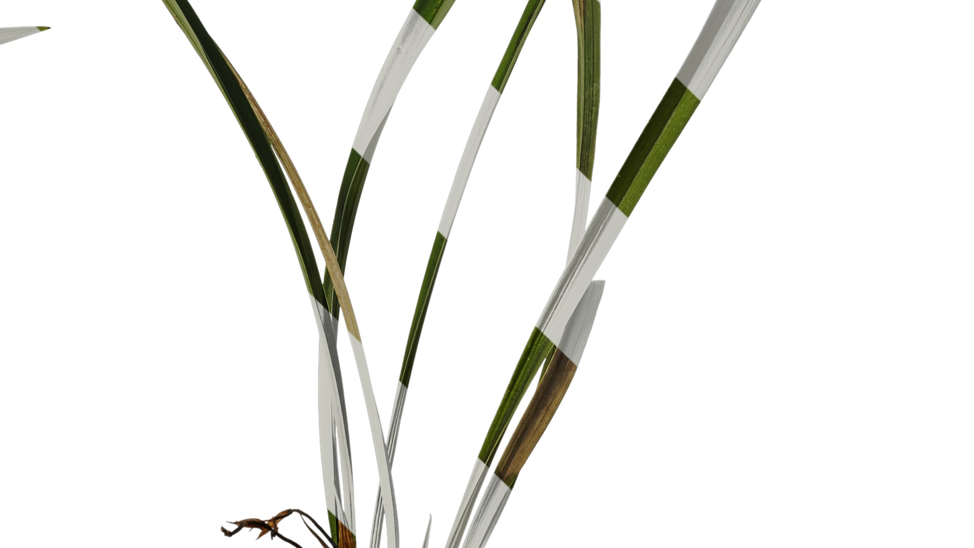 Anydrafts Cymbidium goeringii Atlas 01 Texture_4