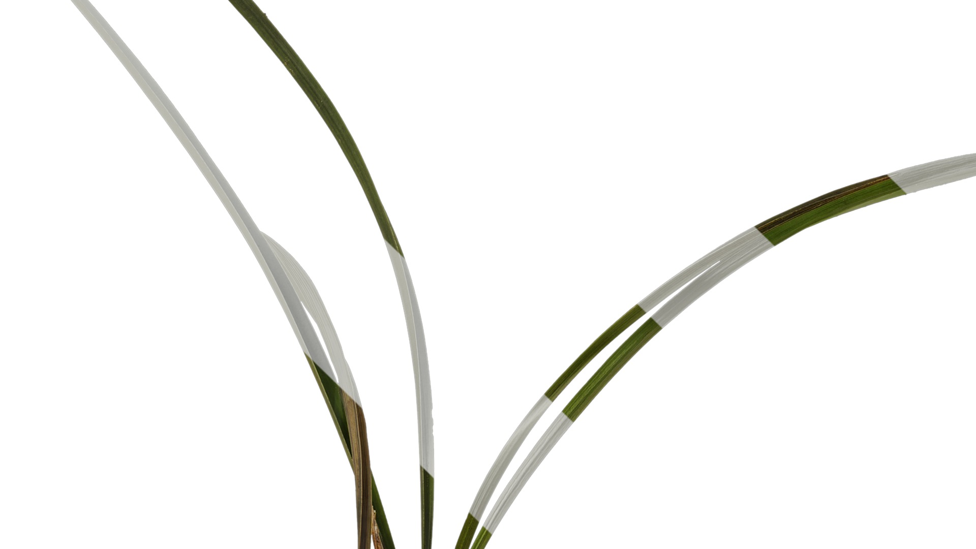 Anydrafts Cymbidium goeringii Atlas 01 Texture_3