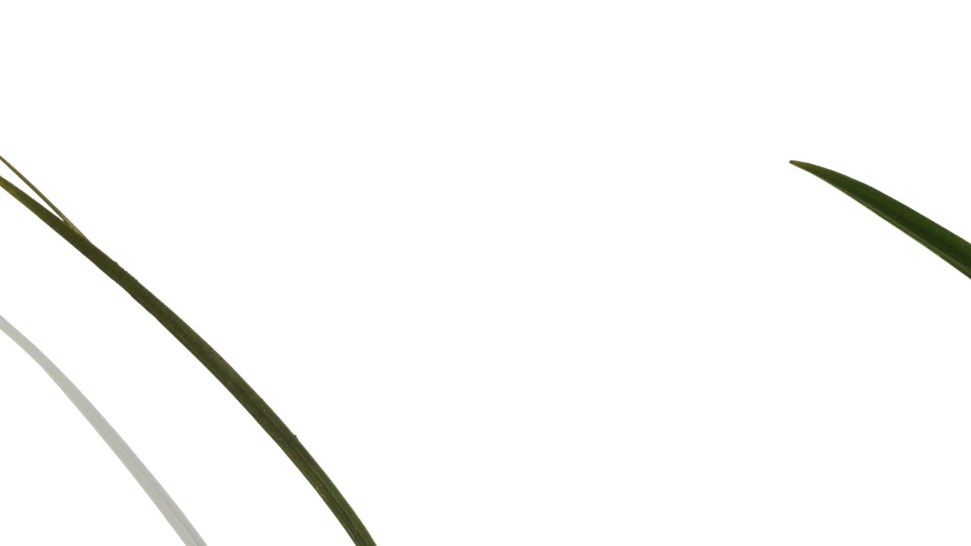 Anydrafts Cymbidium goeringii Atlas 01 Texture_1