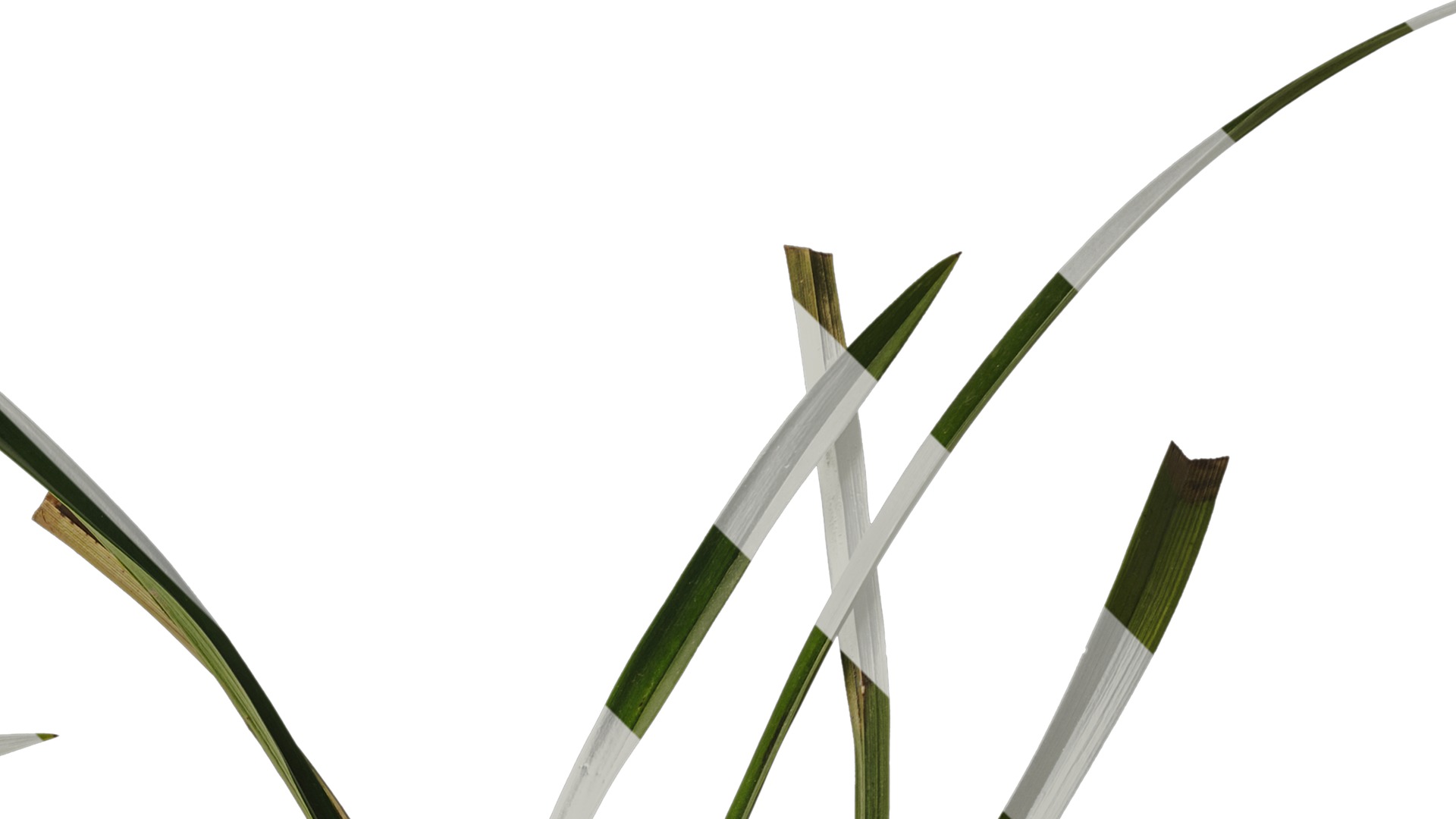 Anydrafts Cymbidium goeringii Atlas 01 Texture_2