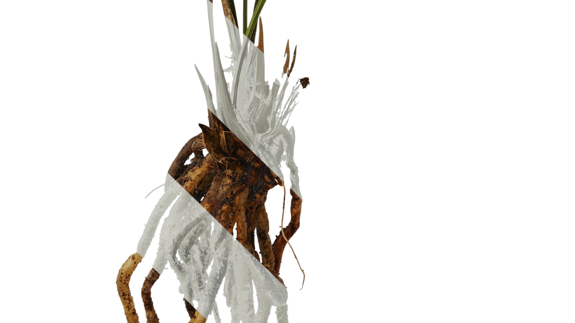 Anydrafts Cymbidium goeringii Atlas 01 Texture_5