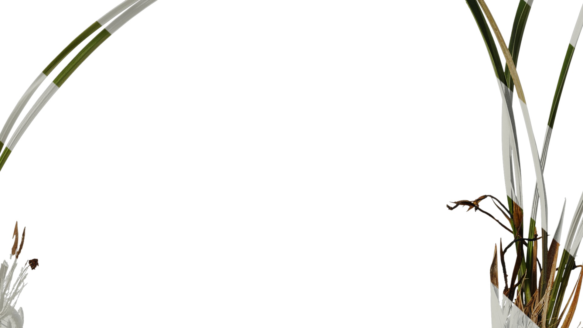 Anydrafts Cymbidium goeringii Atlas 01 Texture_7