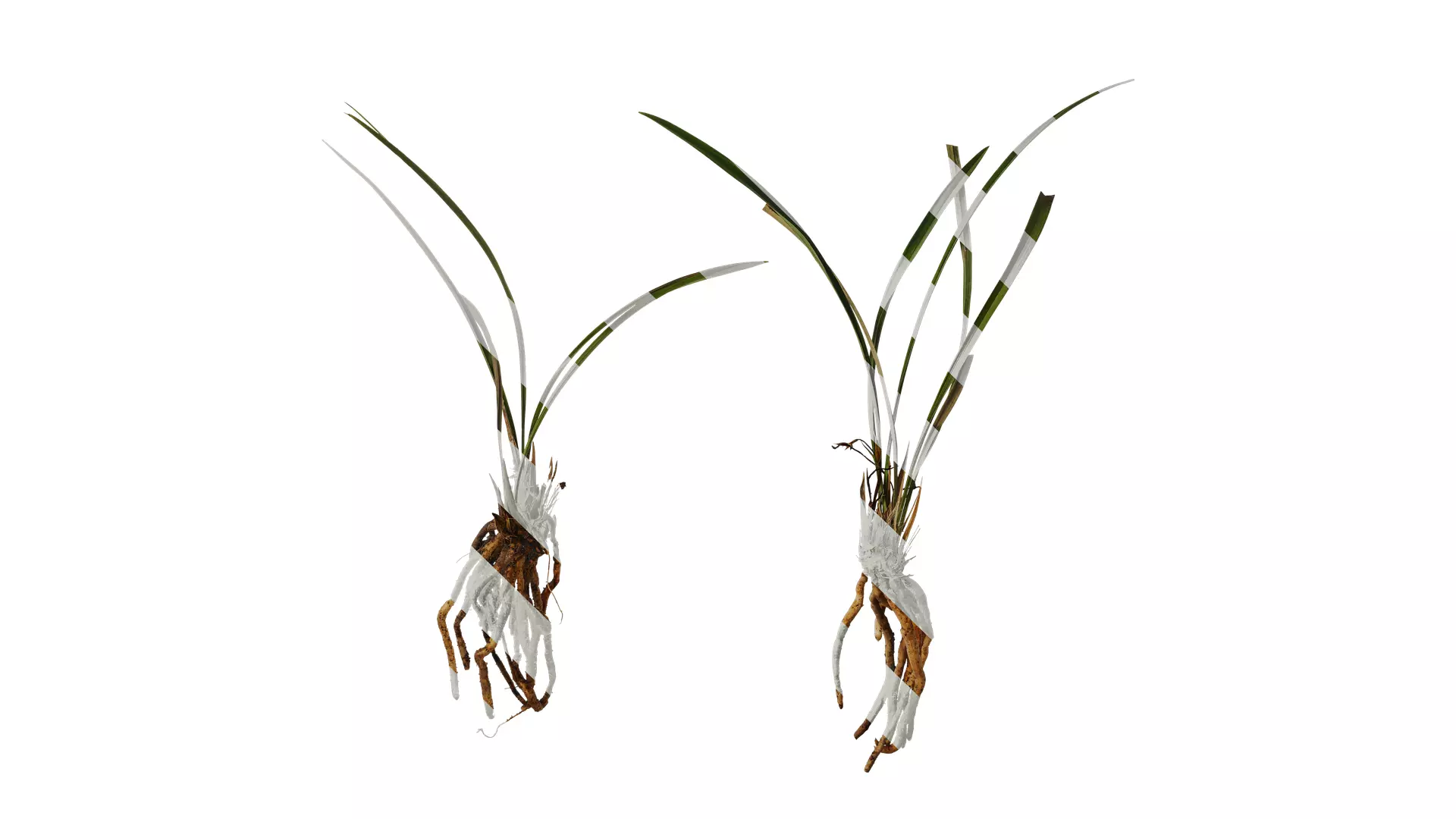 Anydrafts Cymbidium goeringii Atlas 01 Texture_0