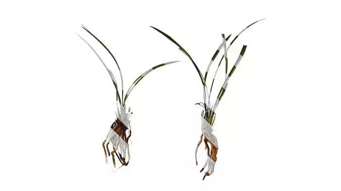 Anydrafts Cymbidium goeringii Atlas 01