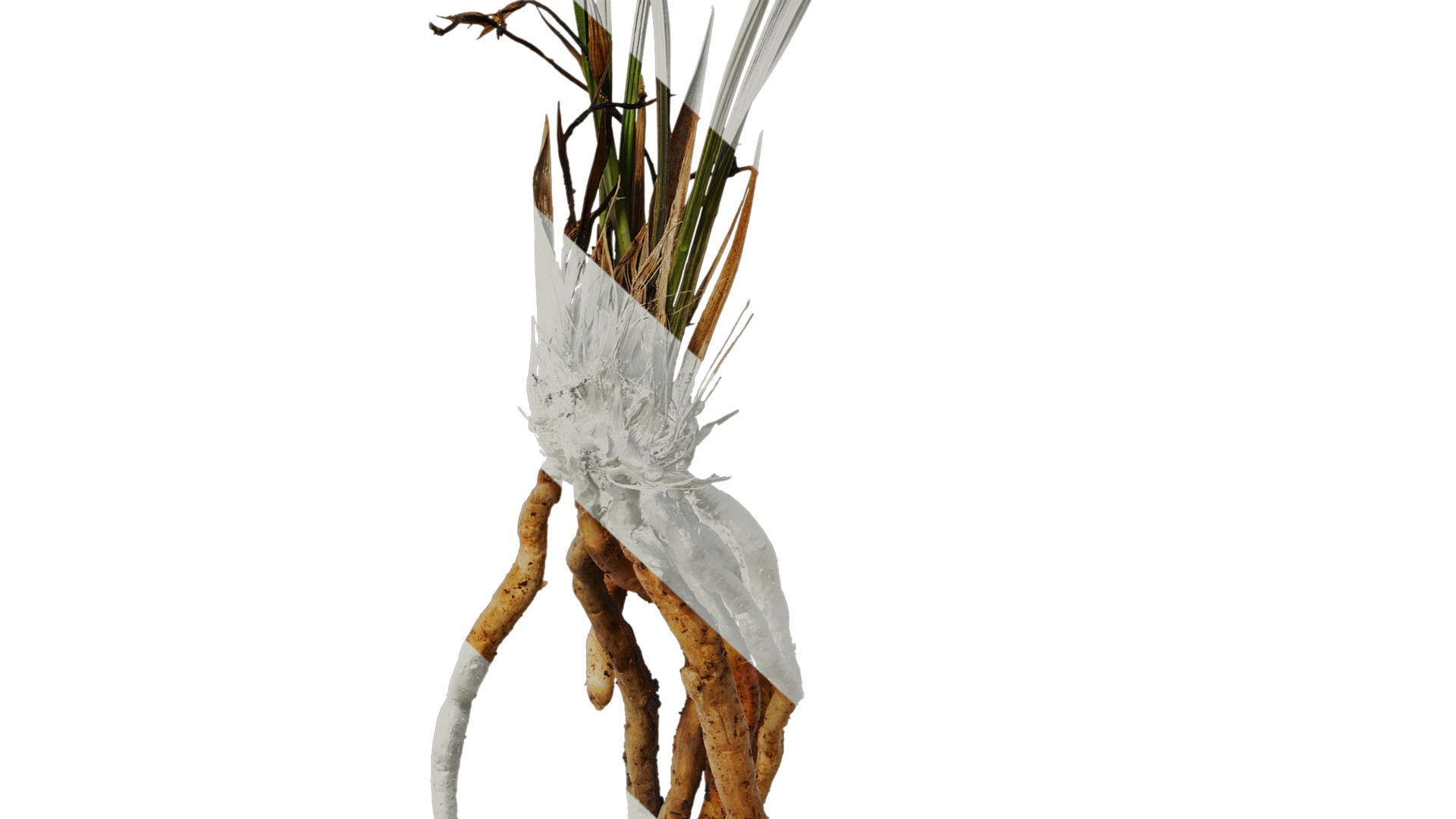 Anydrafts Cymbidium goeringii Atlas 01 Texture_6