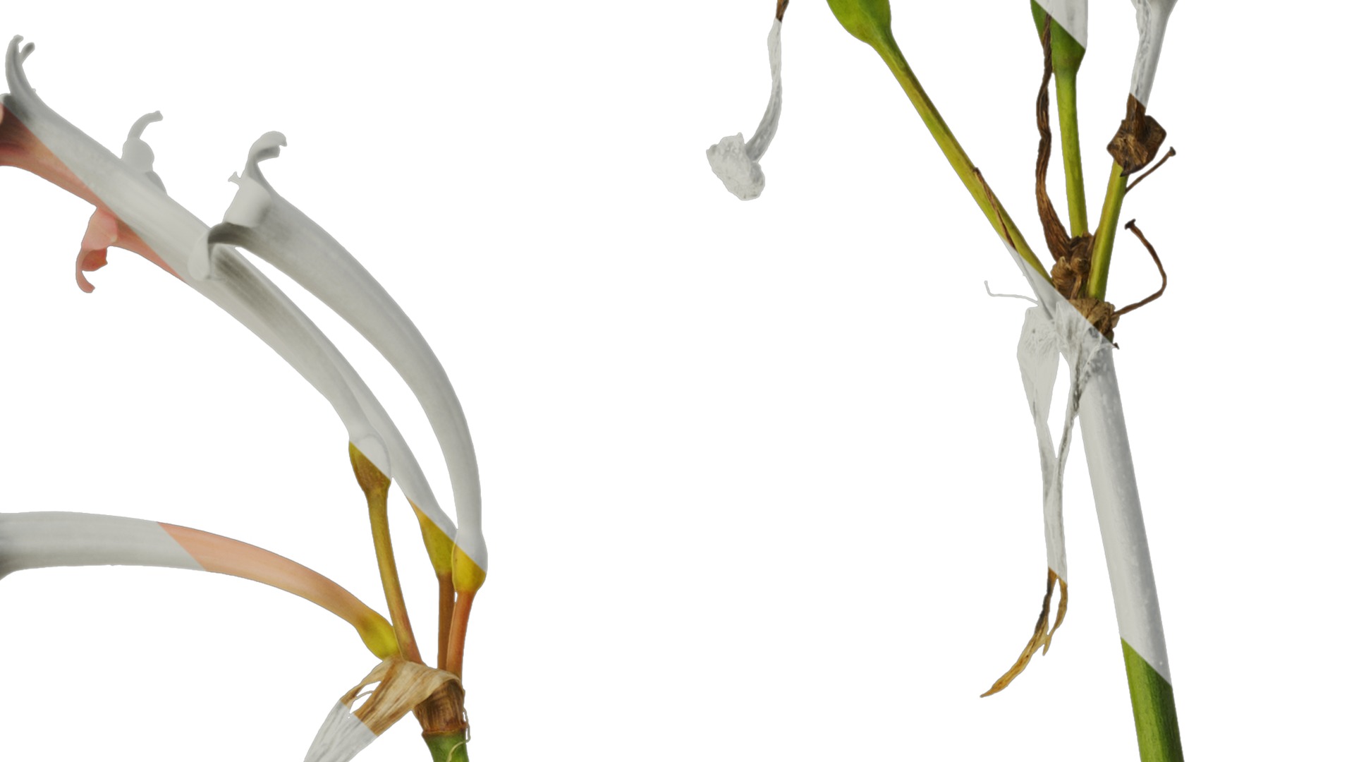 Anydrafts Cyrtanthus mackenii Atlas 01 Texture_1