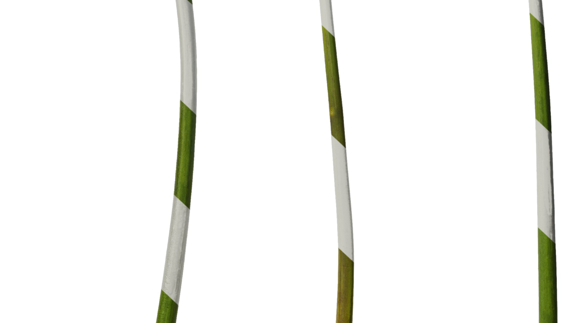 Anydrafts Cyrtanthus mackenii Atlas 01 Texture_7