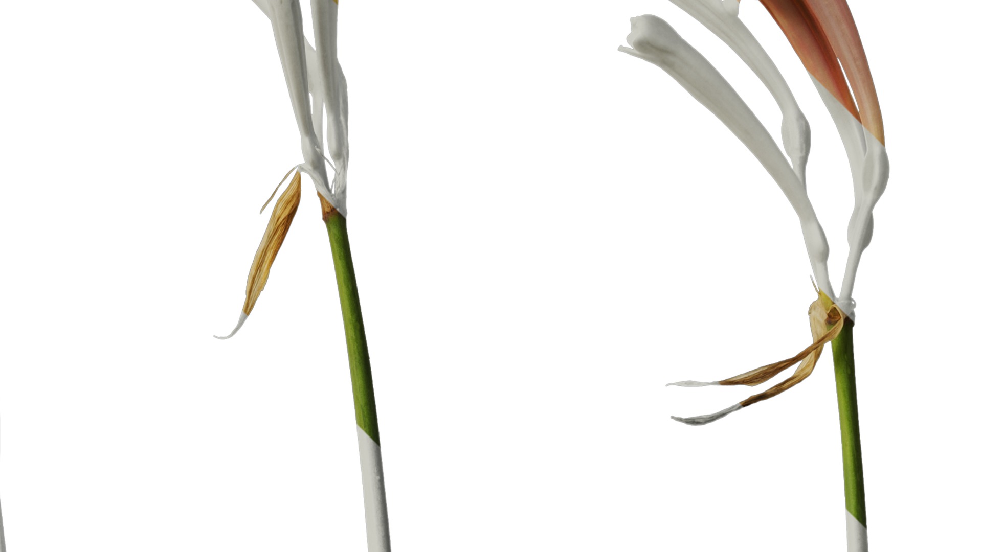 Anydrafts Cyrtanthus mackenii Atlas 01 Texture_2